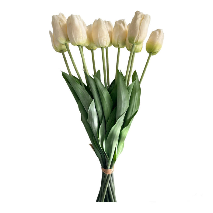 Tulpenbund Creme 12 Stiele