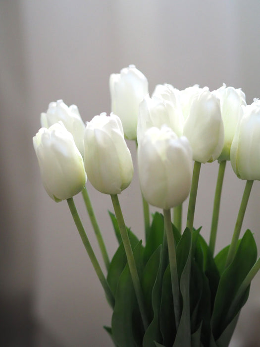 Tulpenbund Weiß 12 Stiele