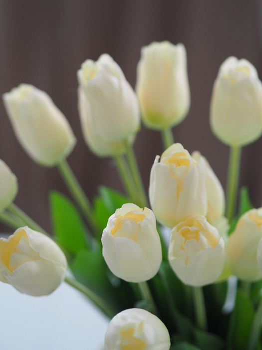 Tulpenbund Creme 12 Stiele