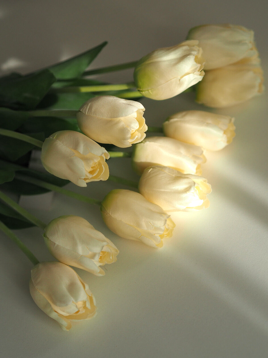 Tulpenbund Creme 12 Stiele