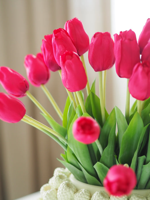 Tulpenbund Fuchsia 12 Stiele