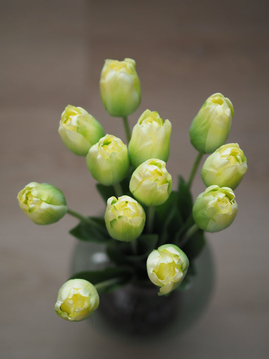 Tulpenbund Creme/Grün 12 Stiele