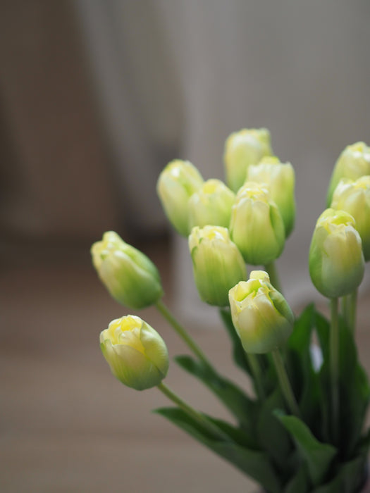 Tulpenbund Creme/Grün 12 Stiele